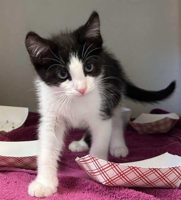 Enlarge DUSTY, a Adoptable Domestic Short Hair in Salinas, CA image 1/1