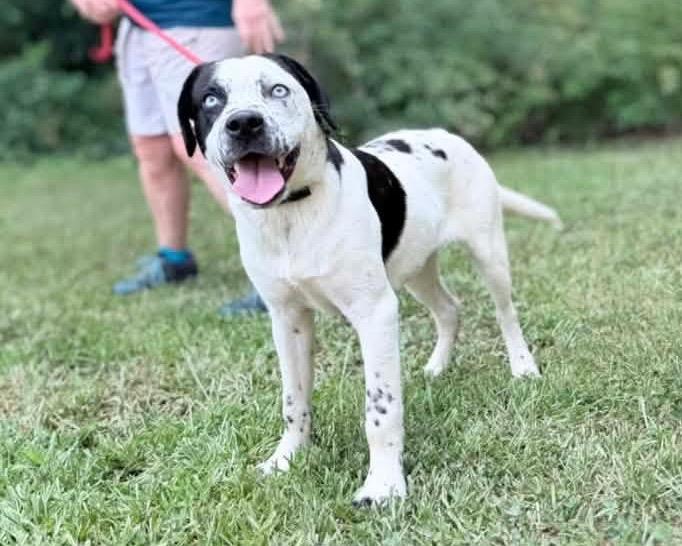 Gary, a Adoptable mixed breed in Forsyth, GA image 1/2