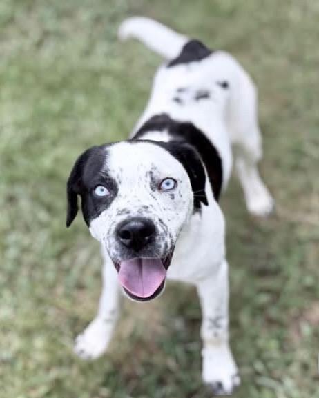 Gary, a Adoptable mixed breed in Forsyth, GA image 2/2