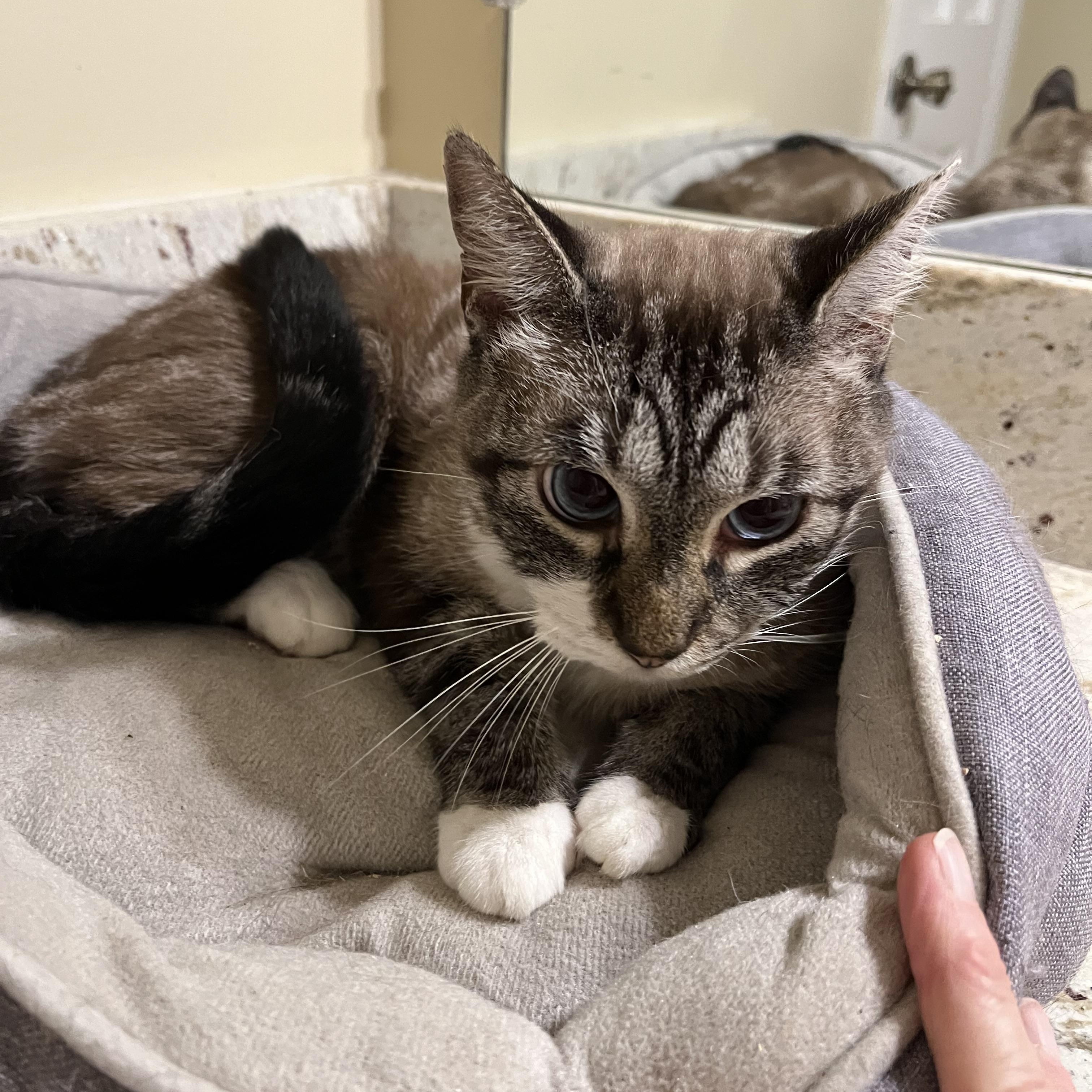 Pumpkin, an adoptable Balinese in Mobile, AL, 36619 | Photo Image 2