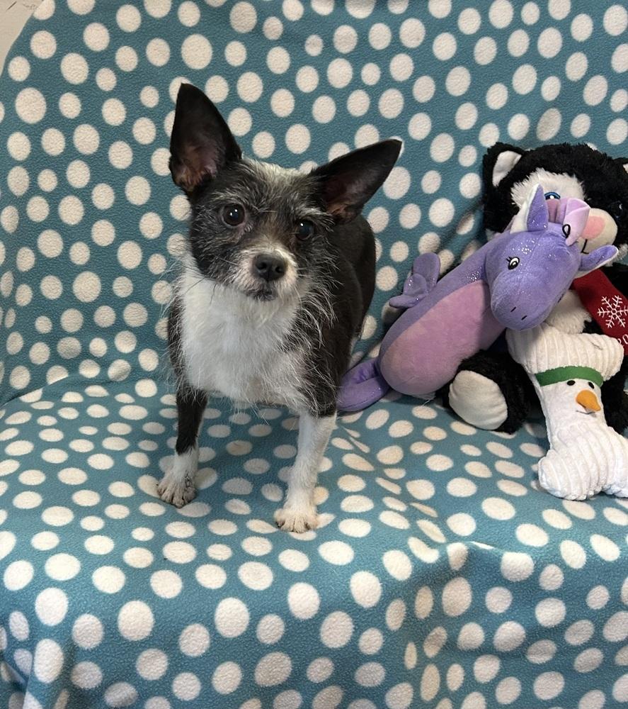 Cassidy, Adoptable, Adult Female Chihuahua.