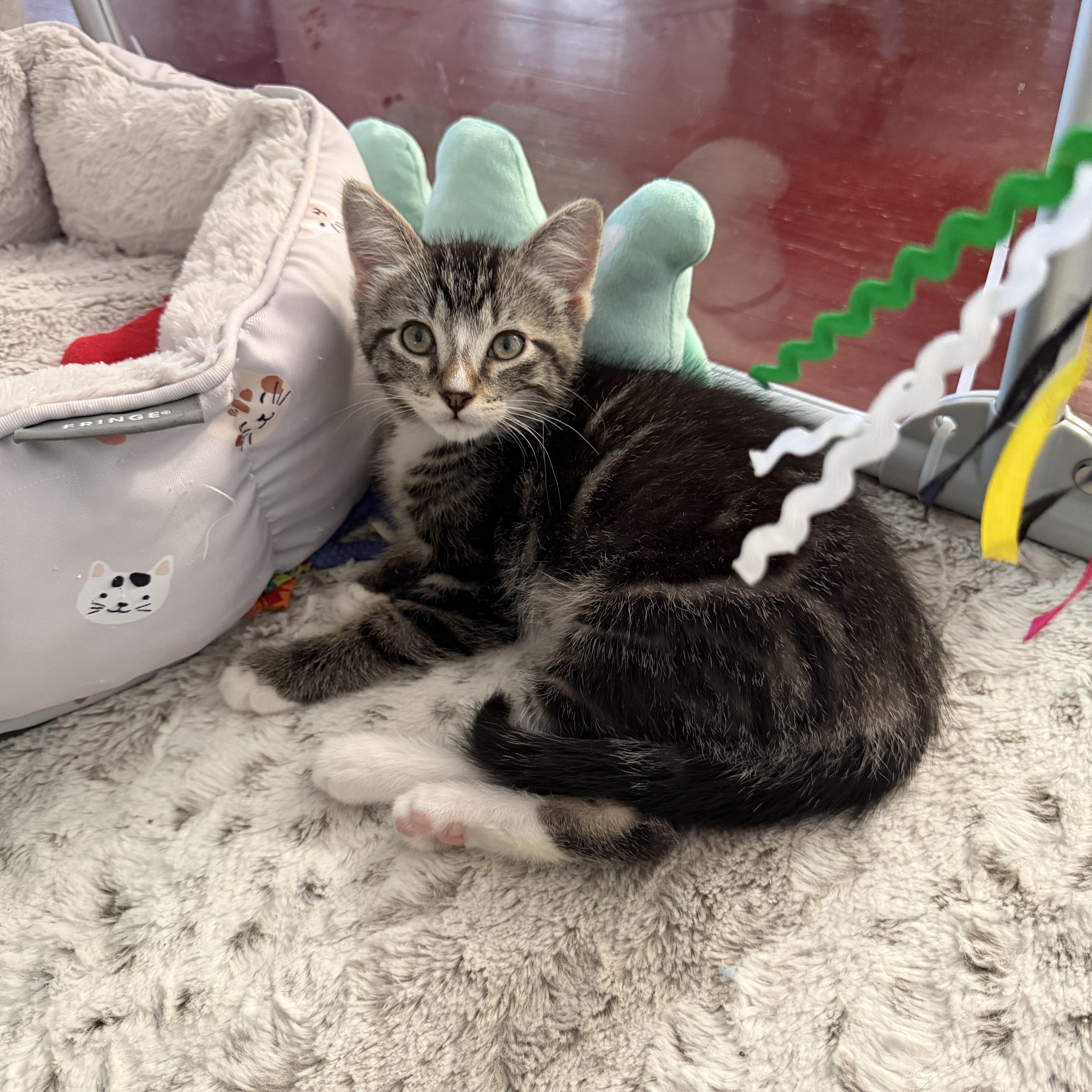 Babe, ADOPTABLE, Kitten Male Domestic Short Hair.