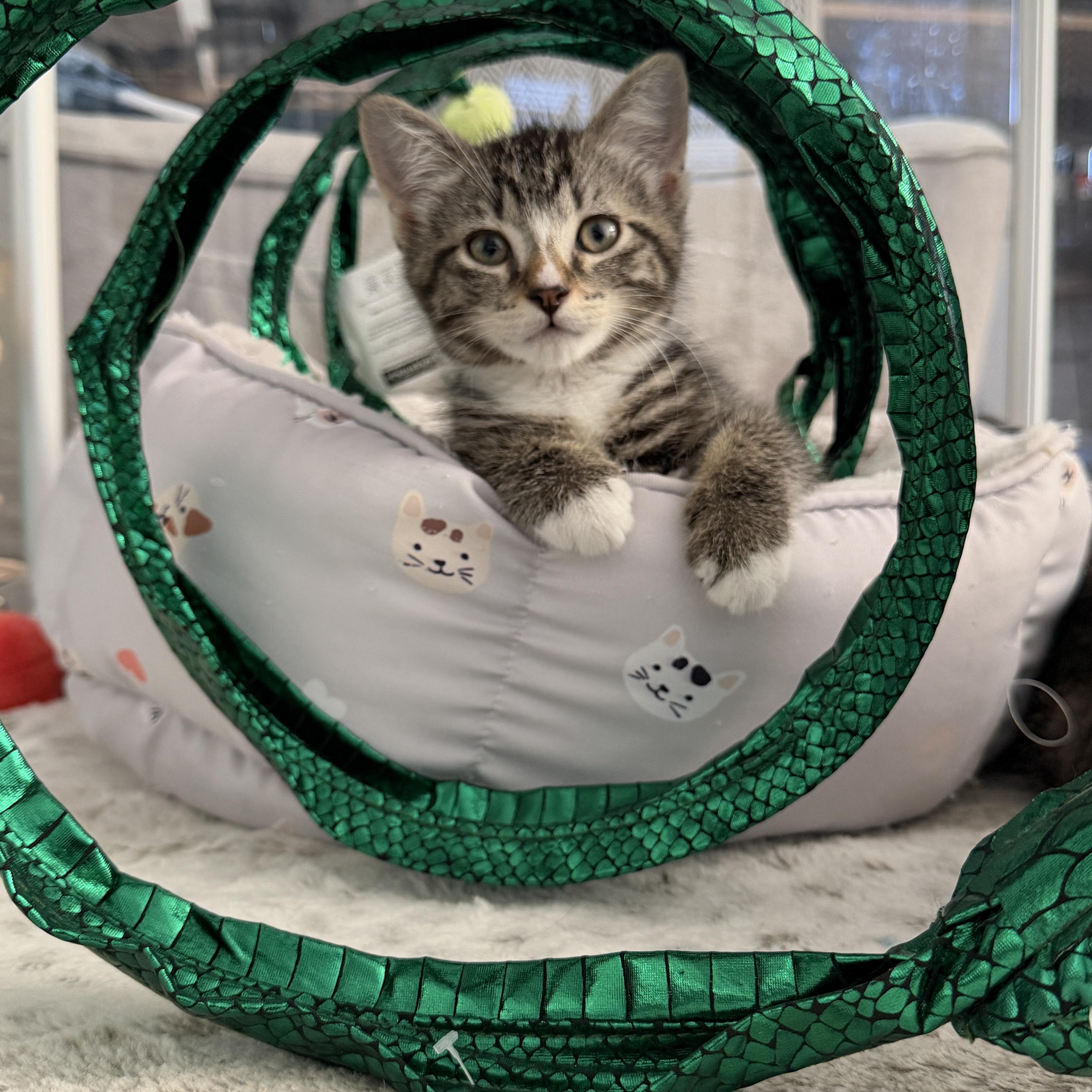 Enlarge Babe, a ADOPTABLE Domestic Short Hair in Manorville, NY image 2/4