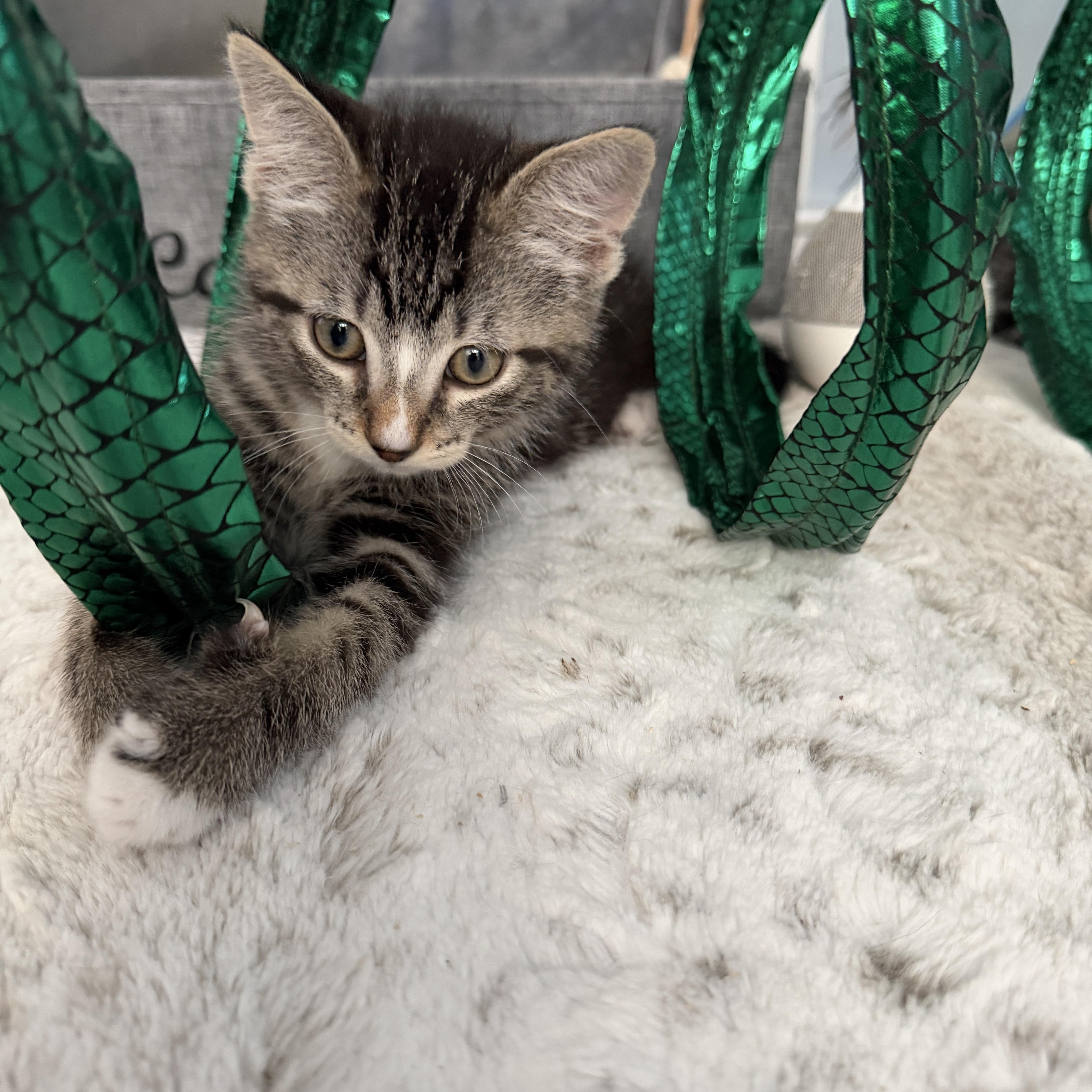 Enlarge Babe, a ADOPTABLE Domestic Short Hair in Manorville, NY image 3/4