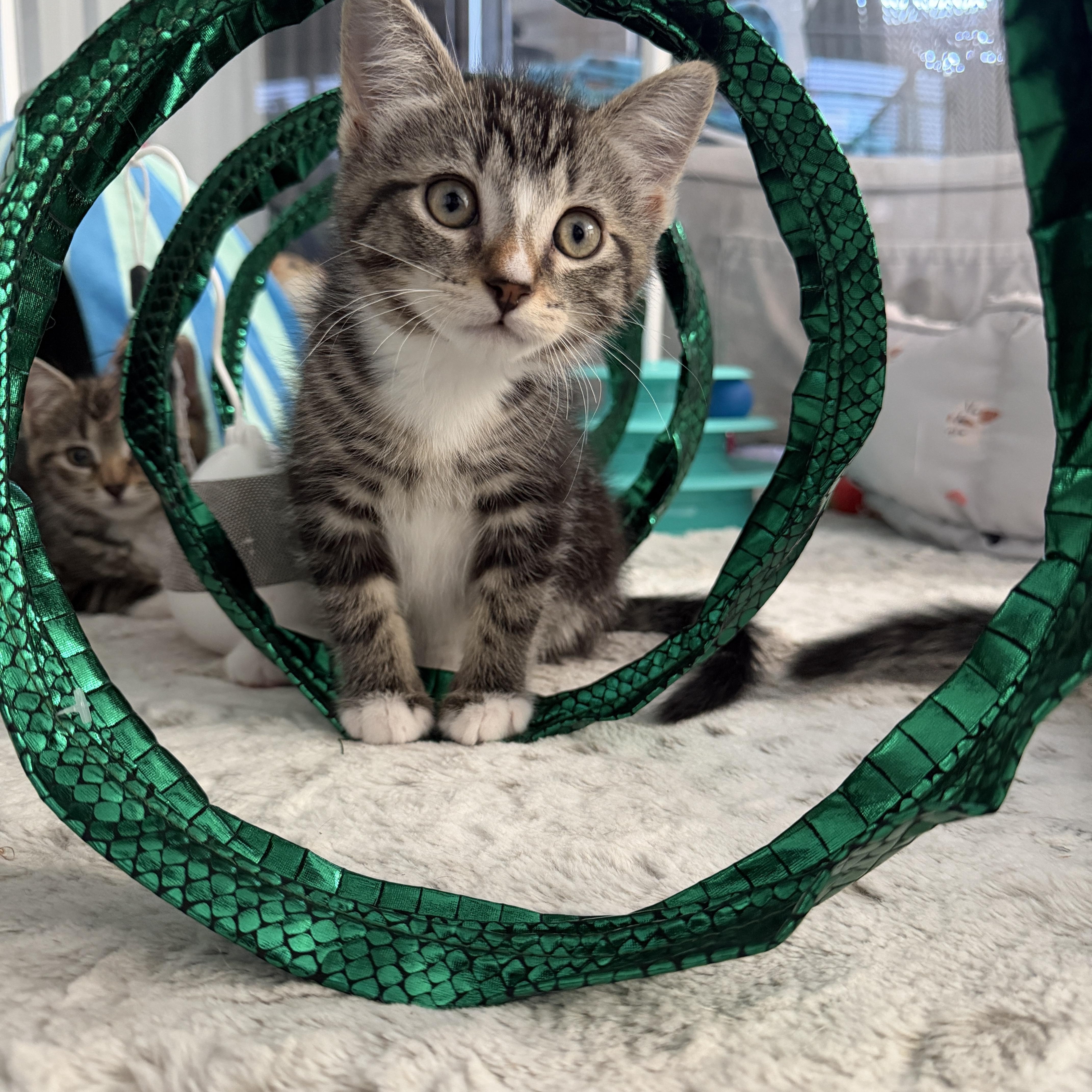 Enlarge Babe, a ADOPTABLE Domestic Short Hair in Manorville, NY image 4/4
