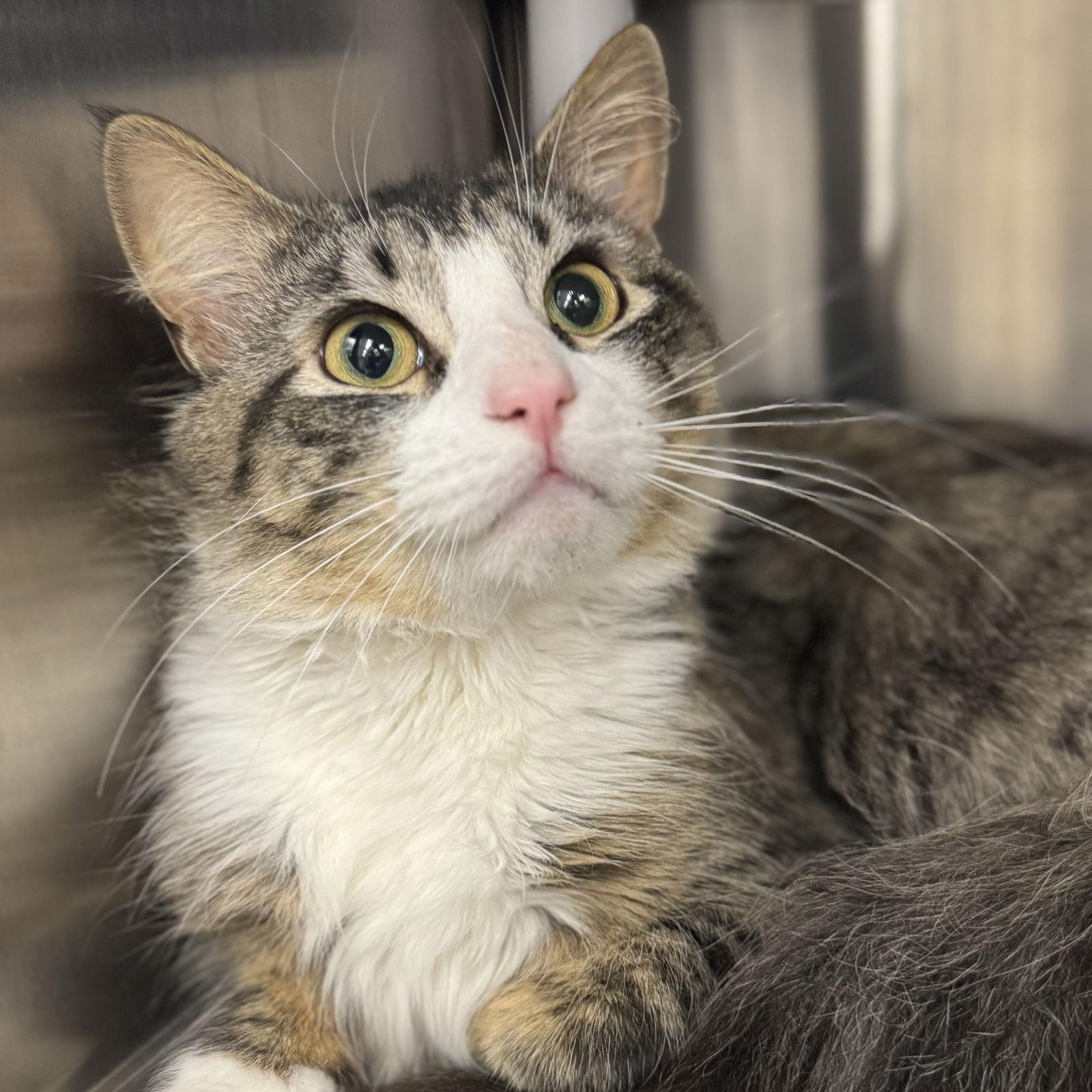 Sterling, Adoptable, Young Male Domestic Medium Hair.