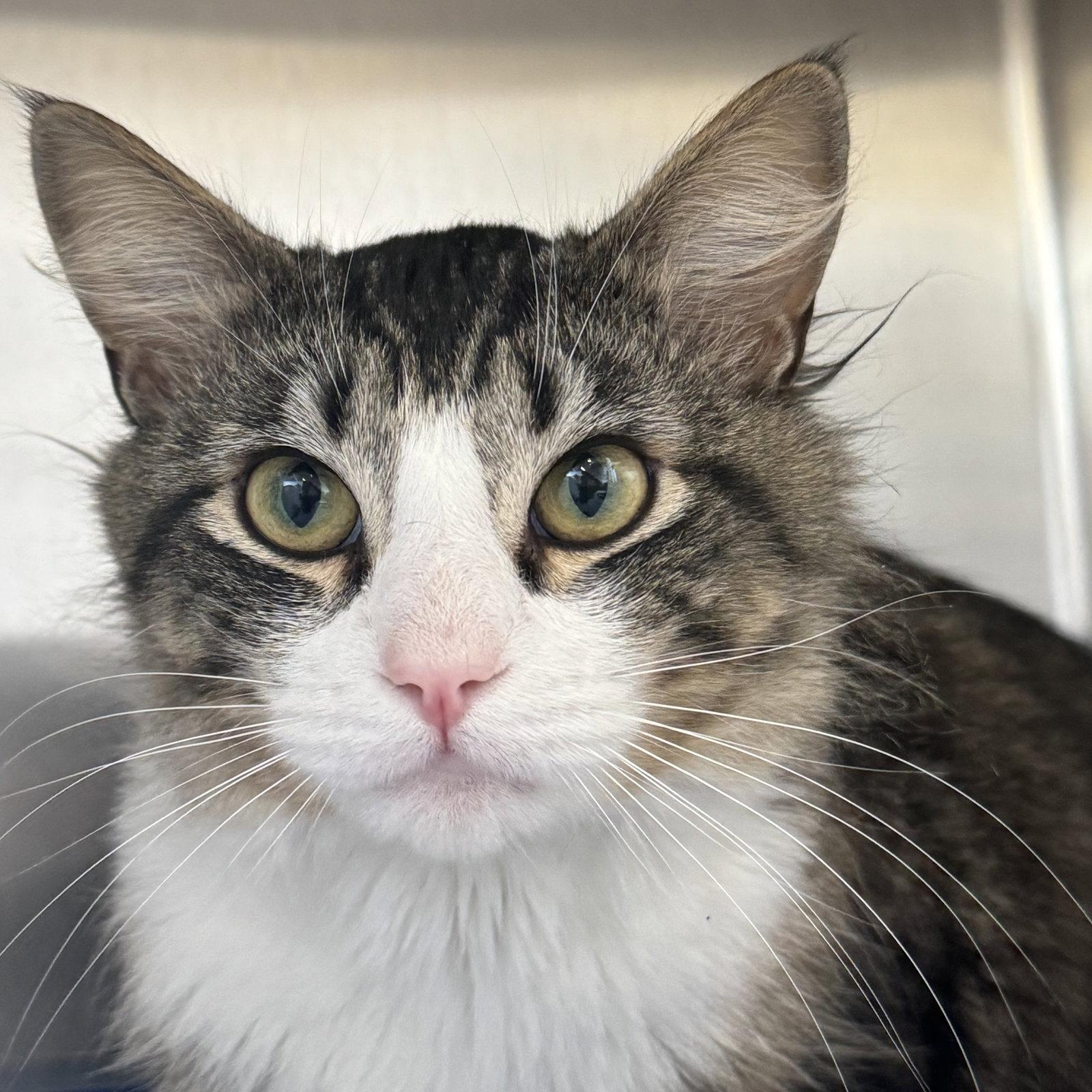 Enlarge Sterling, a Adoptable Domestic Medium Hair in Winchendon, MA image 2/3