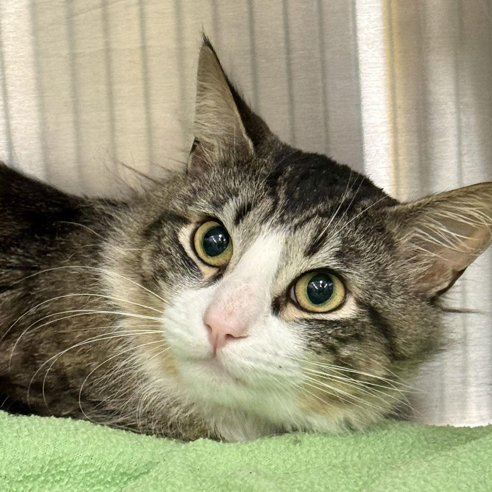 Enlarge Sterling, a Adoptable Domestic Medium Hair in Winchendon, MA image 3/3