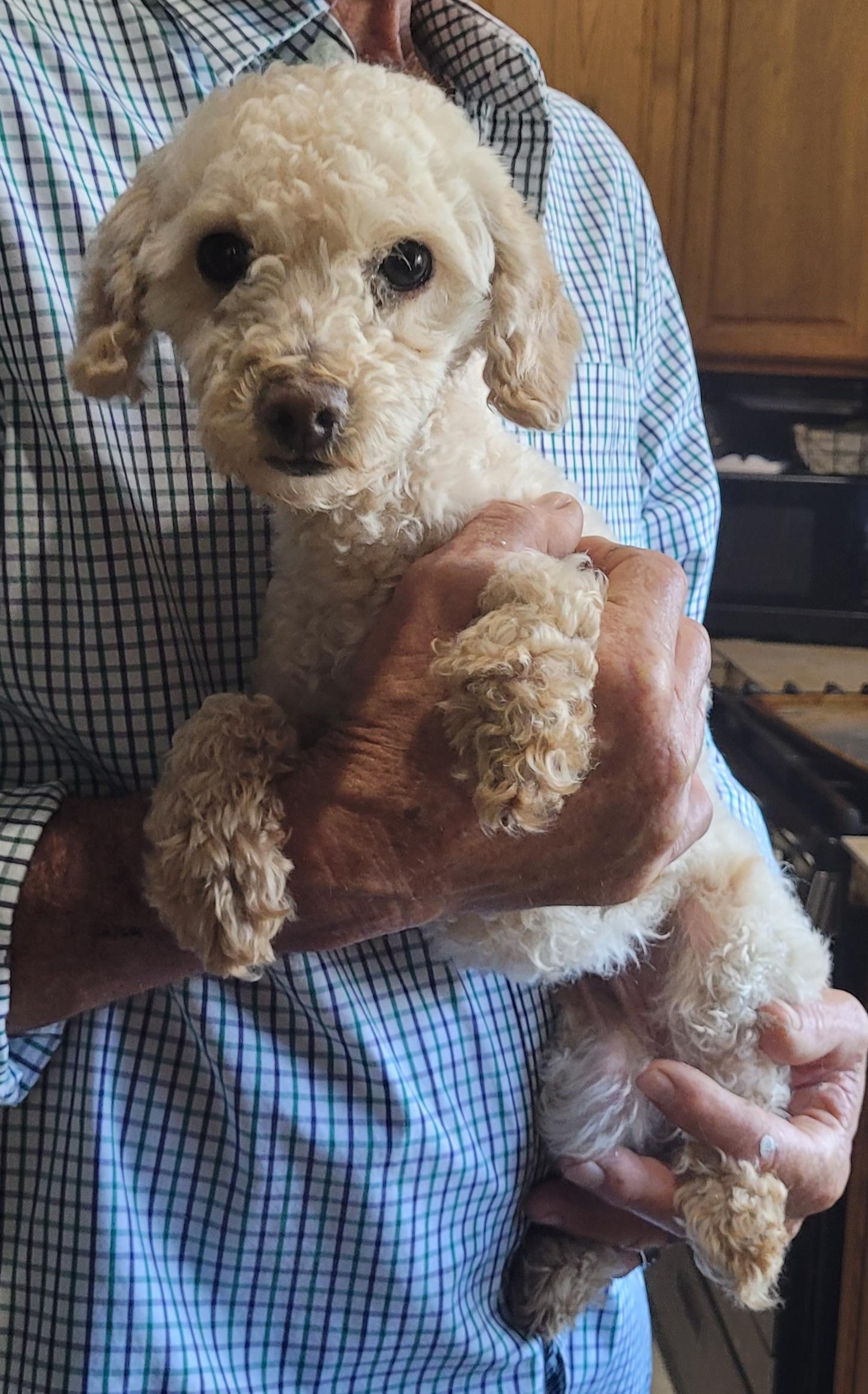 Enlarge Macie, a Adopted Miniature Poodle in Chiefland, FL image 1/1
