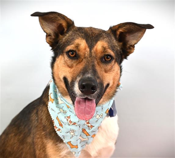 Enlarge REMY, a Adoptable mixed breed in Loveland, CO image 1/1