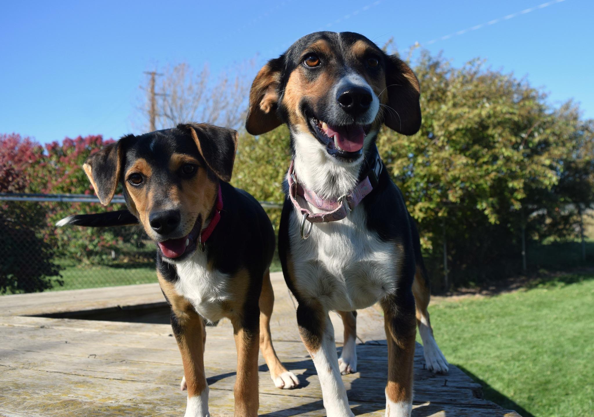 Abbot, a Adoptable mixed breed in Tomah, WI image 1/4