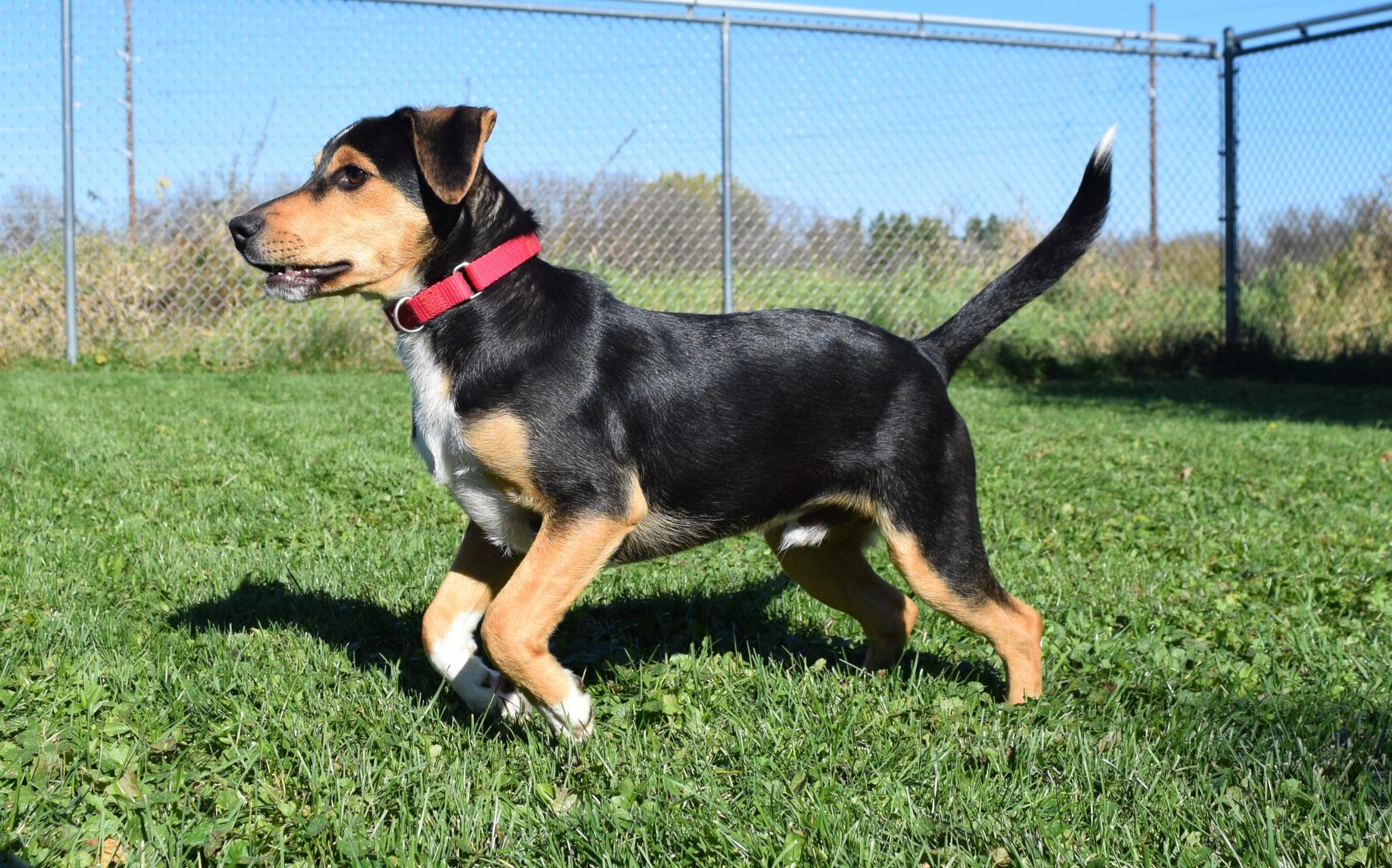 Abbot, a Adoptable mixed breed in Tomah, WI image 2/4