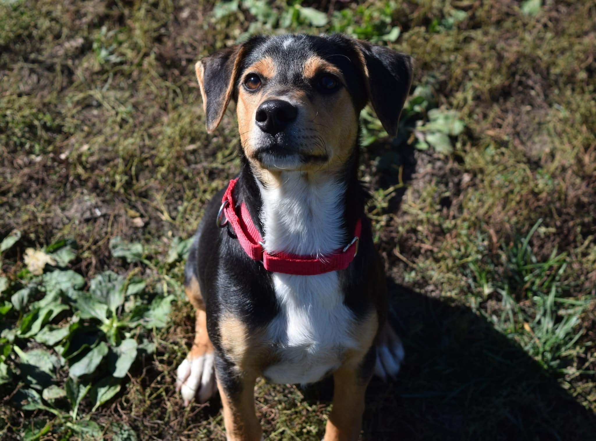 Abbot, Adoptable, Puppy Male Beagle.