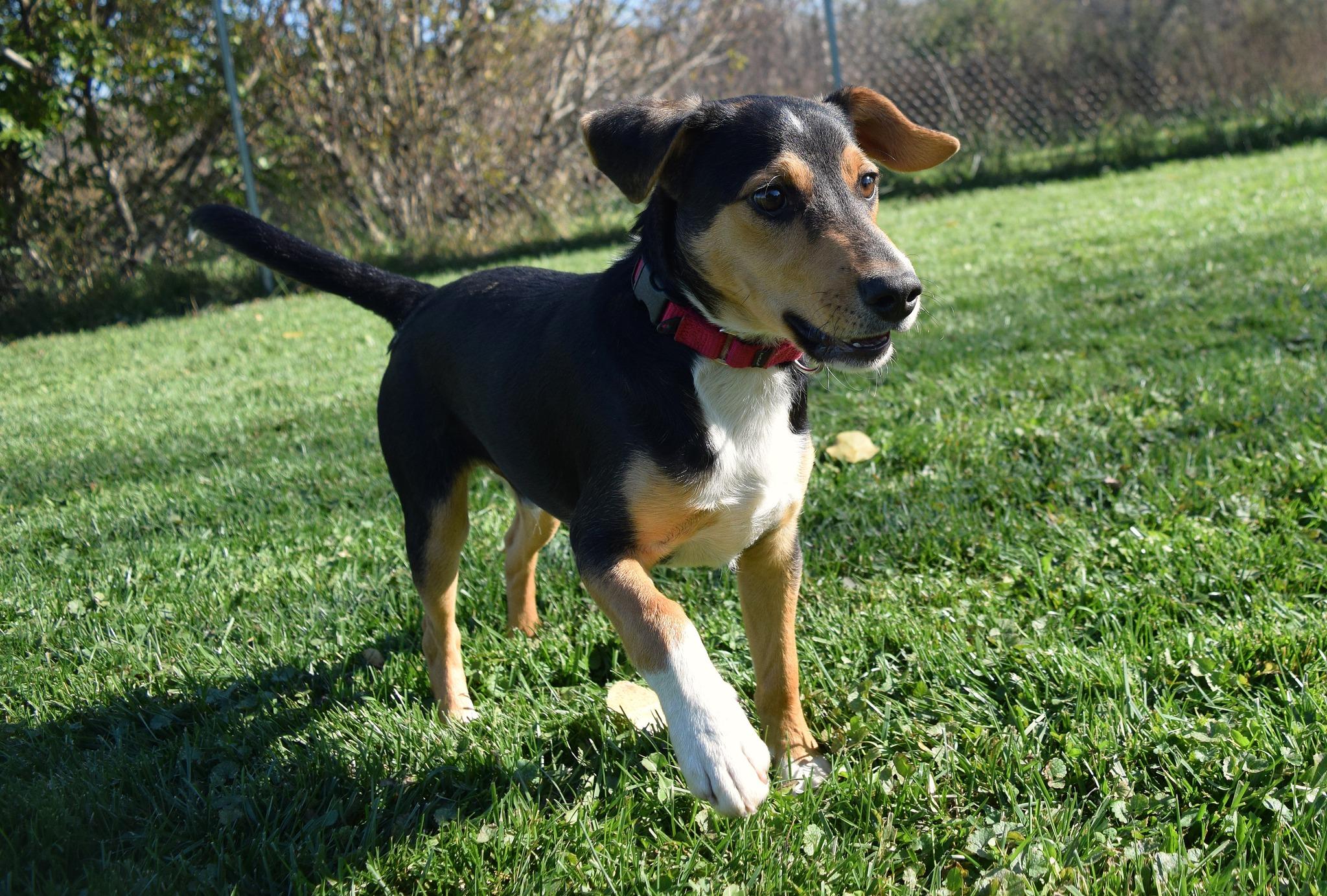 Abbot, a Adoptable mixed breed in Tomah, WI image 4/4