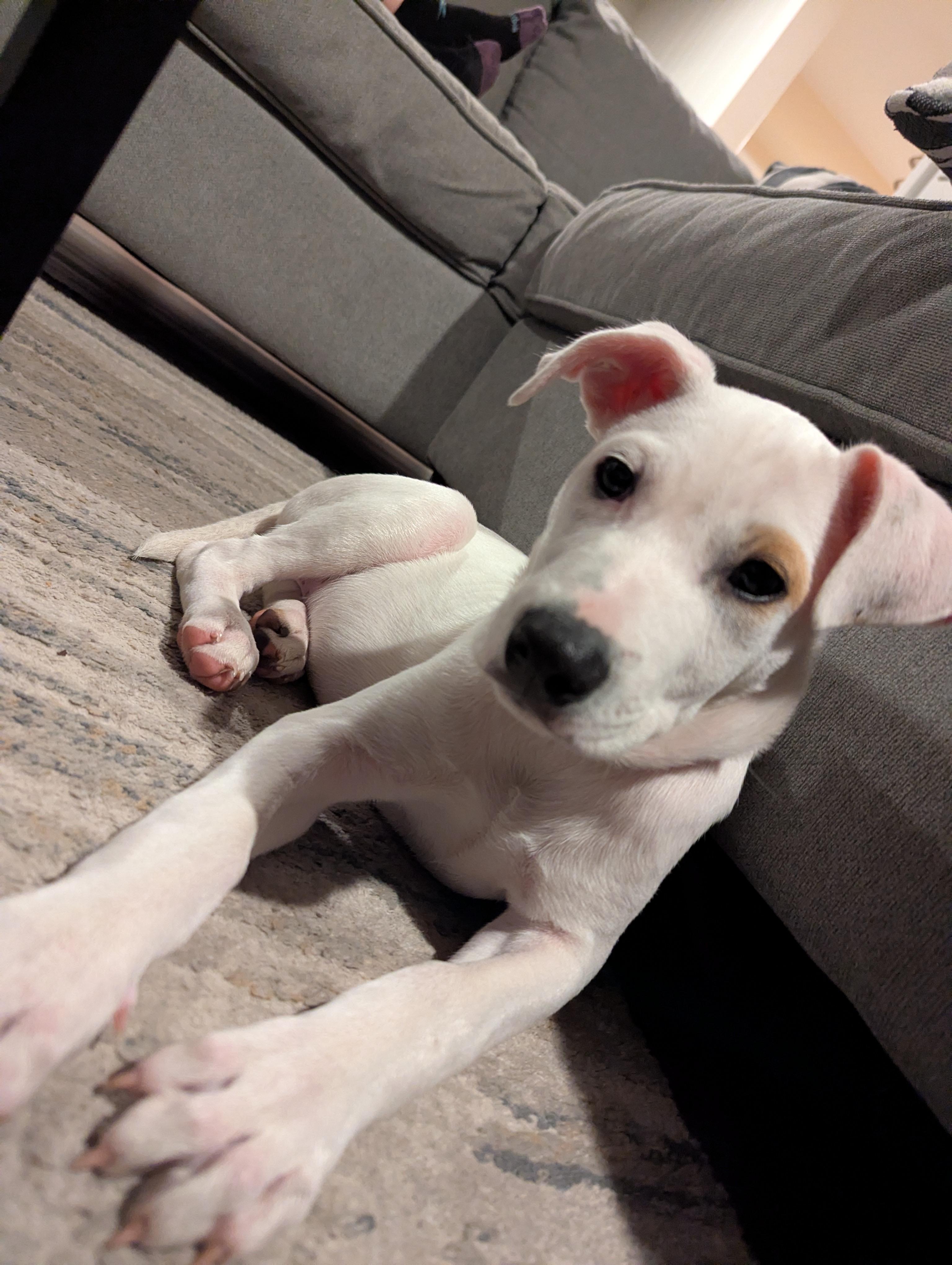 Risotto , ADOPTABLE, Puppy Male Mixed Breed & Labrador Retriever.