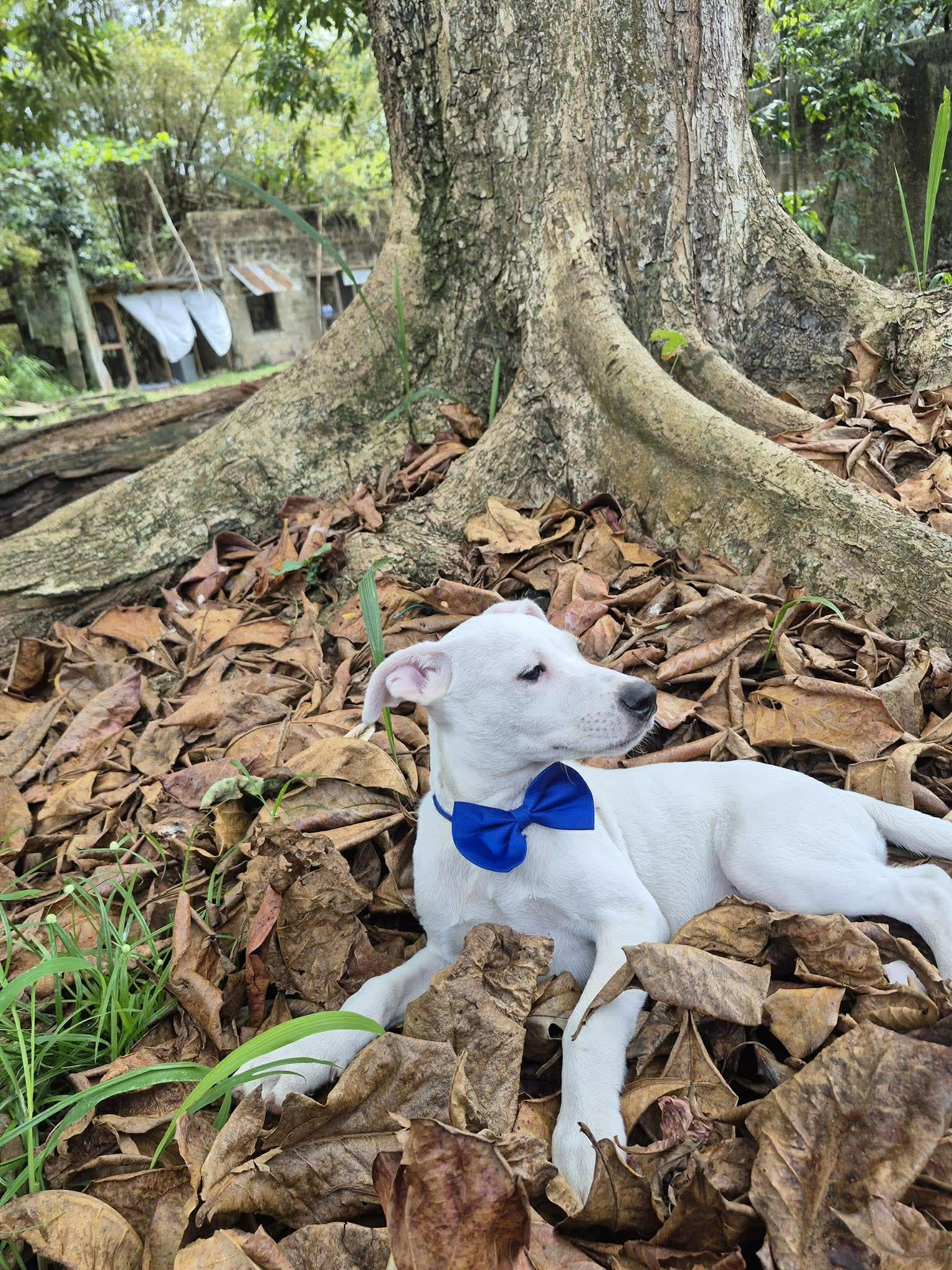 Risotto , a ADOPTABLE mixed breed in New York, NY image 2/6