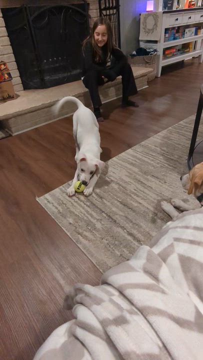 Enlarge Risotto , a ADOPTABLE mixed breed in New York, NY video 5/6