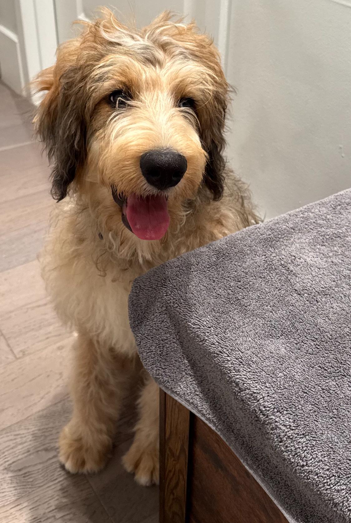Enlarge Truffles, an adopted Bernadoodle in Wrightstown, NJ image 4/6