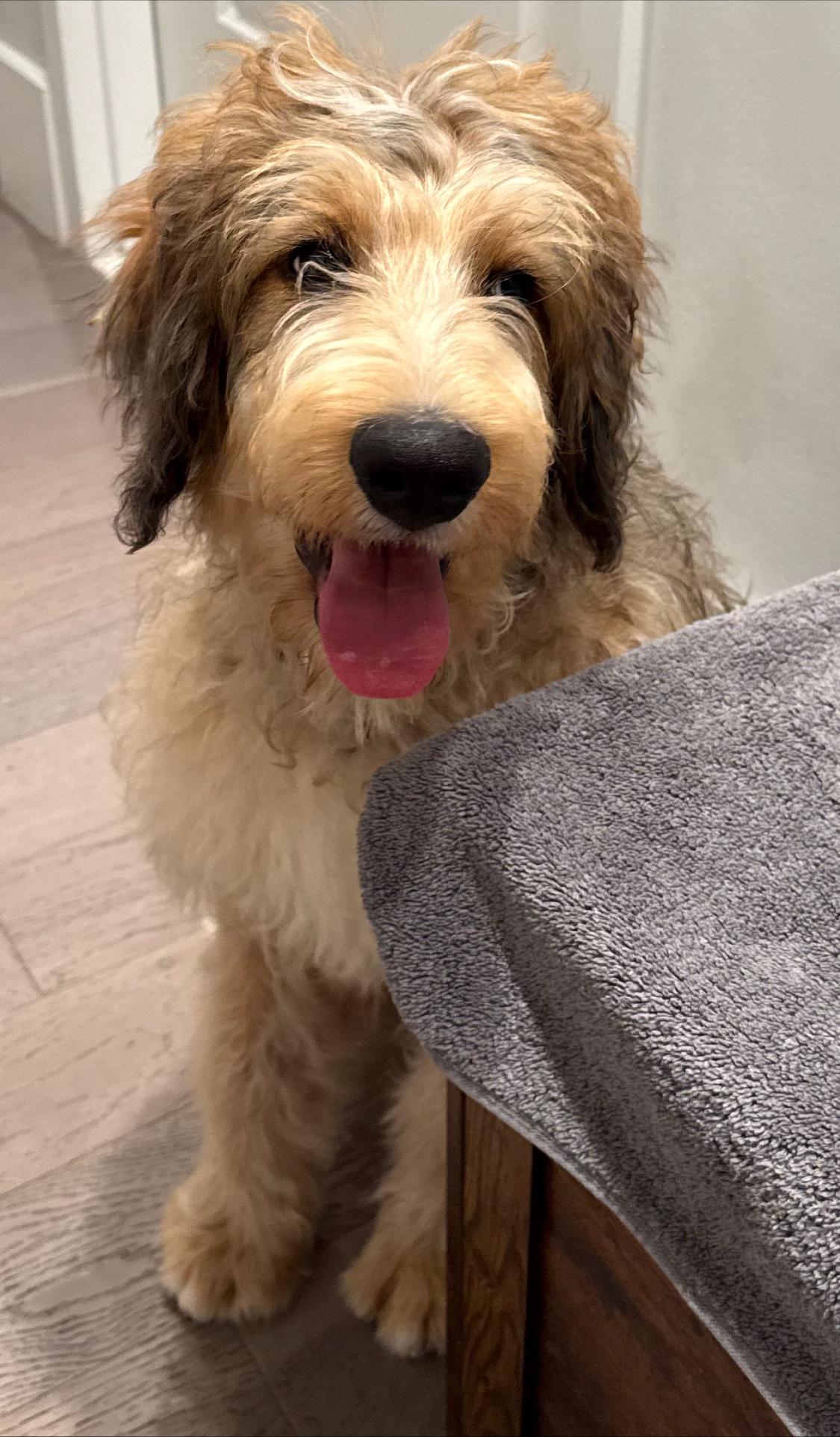 Enlarge Truffles, an adopted Bernadoodle in Wrightstown, NJ image 3/6