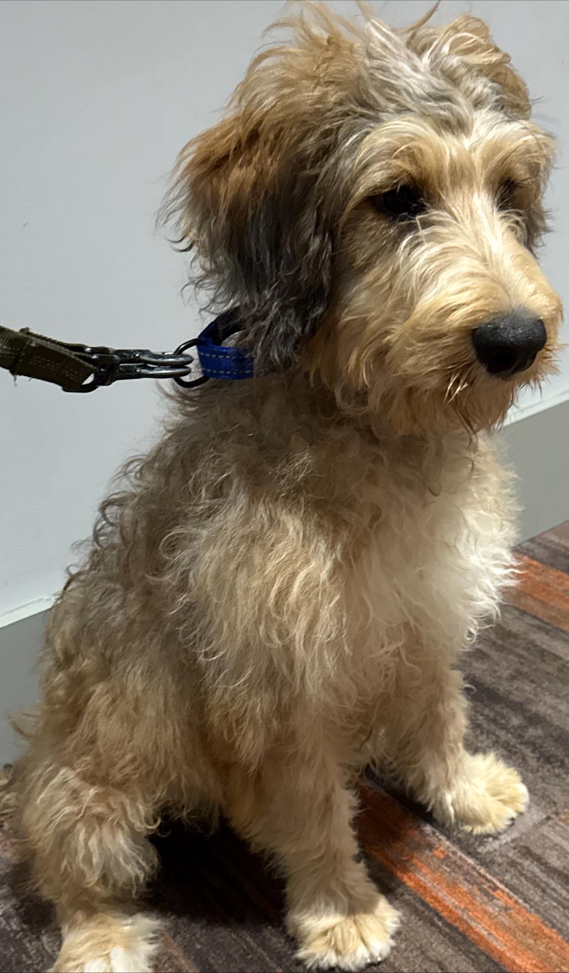 Enlarge Truffles, an adopted Bernadoodle in Wrightstown, NJ image 2/6