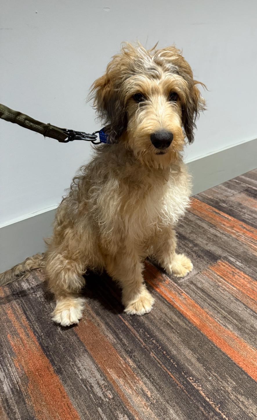 Enlarge Truffles, an adopted Bernadoodle in Wrightstown, NJ image 5/6