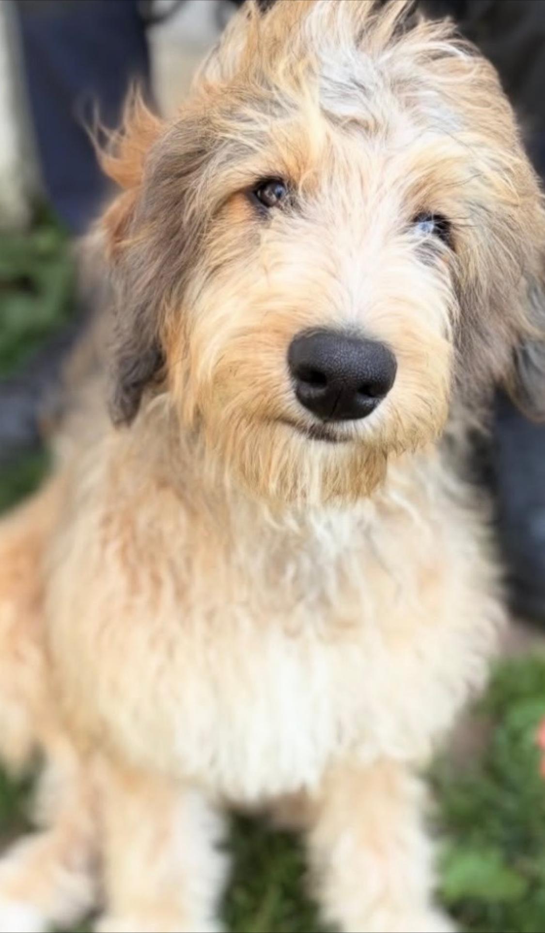 Enlarge Truffles, an adopted Bernadoodle in Wrightstown, NJ image 6/6