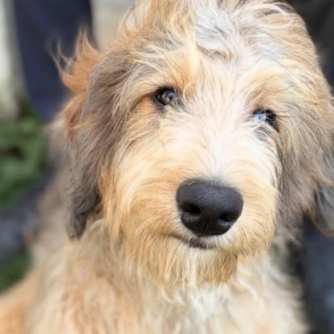 Enlarge Truffles, an adopted Bernadoodle in Wrightstown, NJ image 1/6
