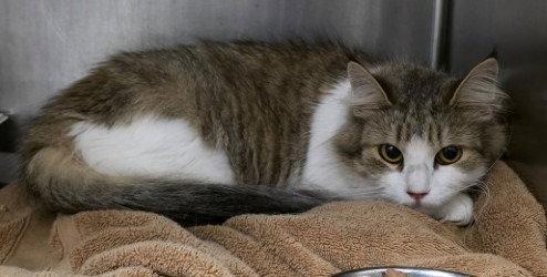 CA 128 Piper HHS RRP, Adoptable, Adult Female Domestic Long Hair.