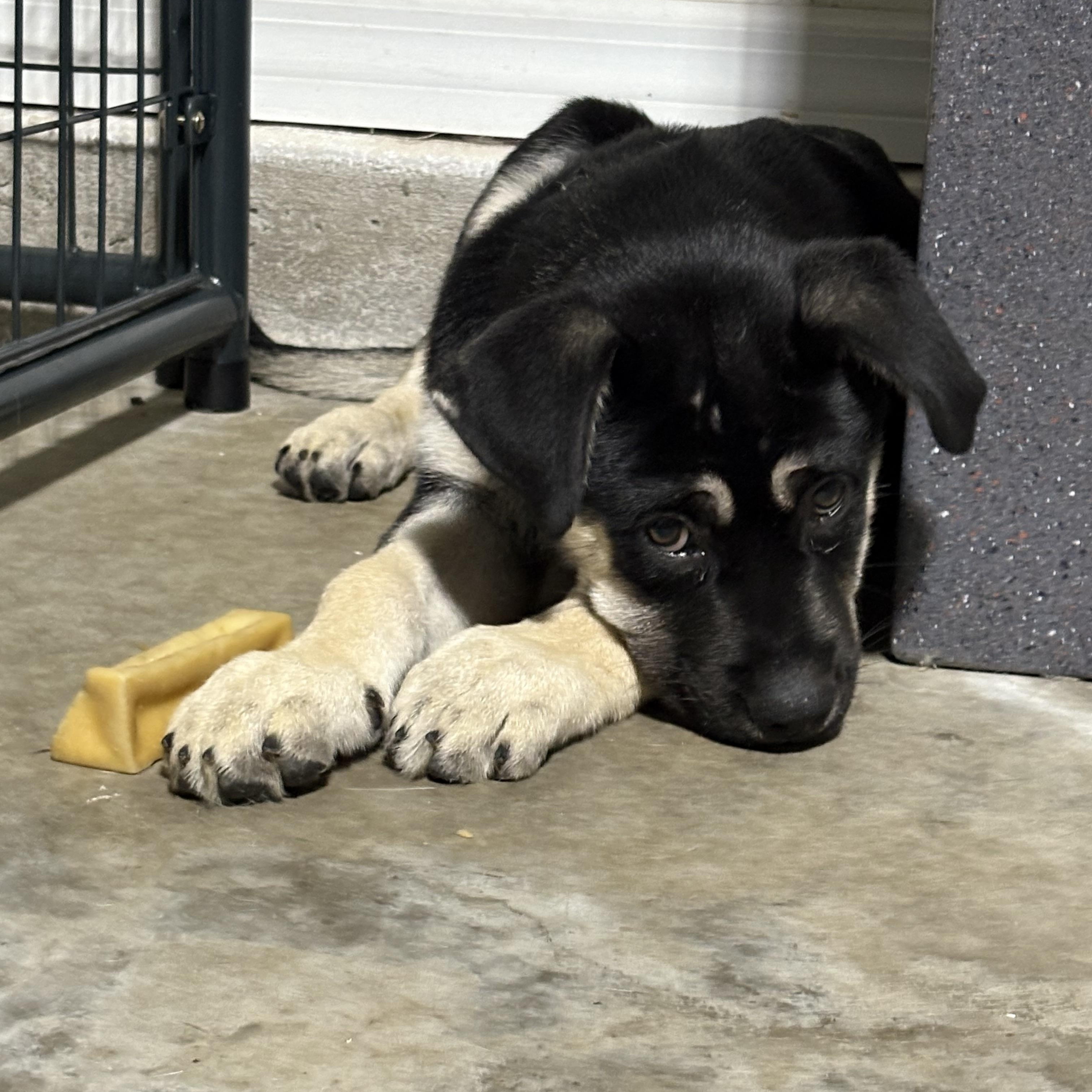 Robin, Adopted, Young Male Siberian Husky.