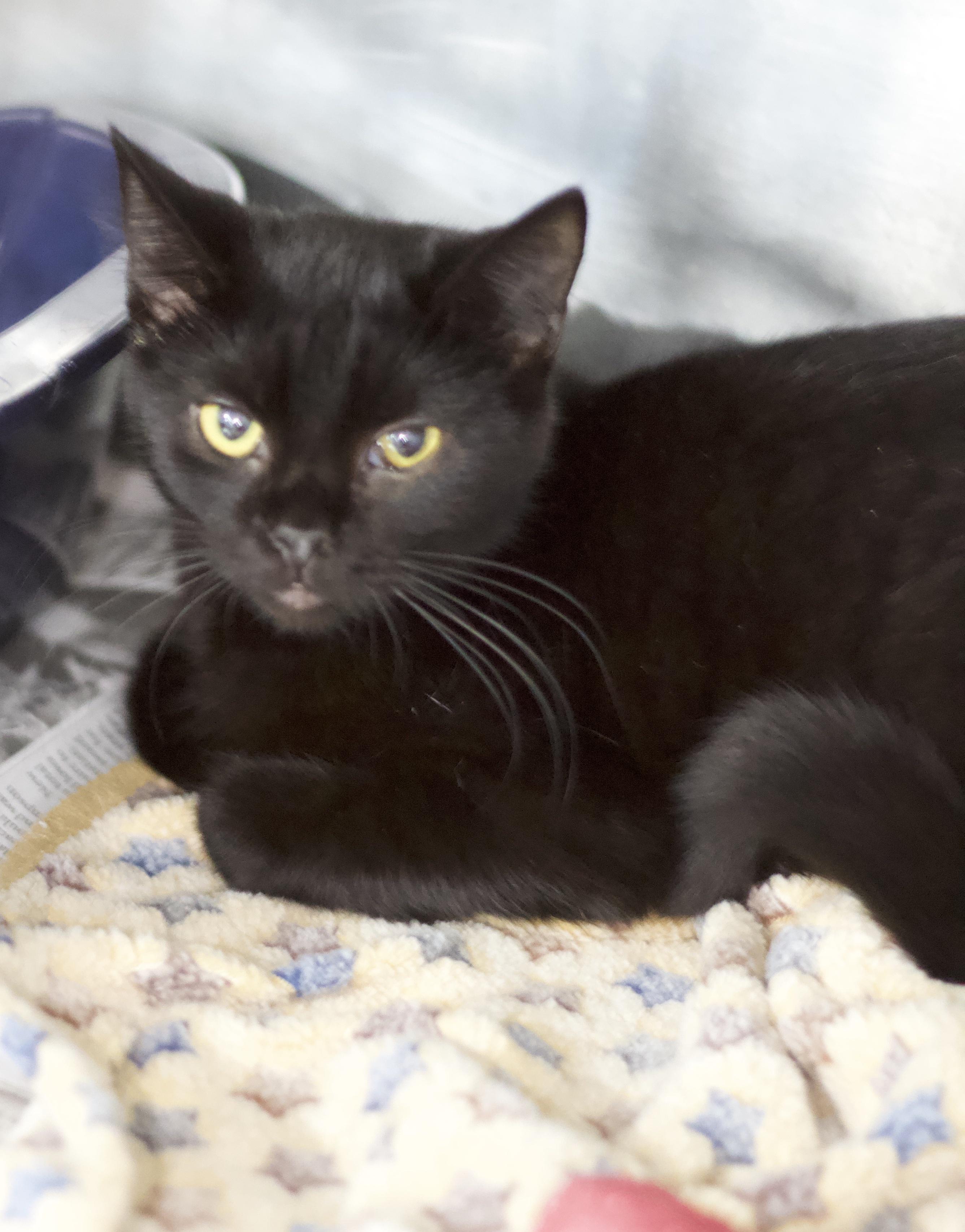 Sharna, Adoptable, Adult Female Domestic Short Hair.