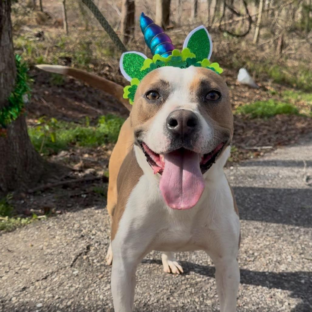 Bodie Boggle, Adoptable, Adult Male Terrier & Mixed Breed.
