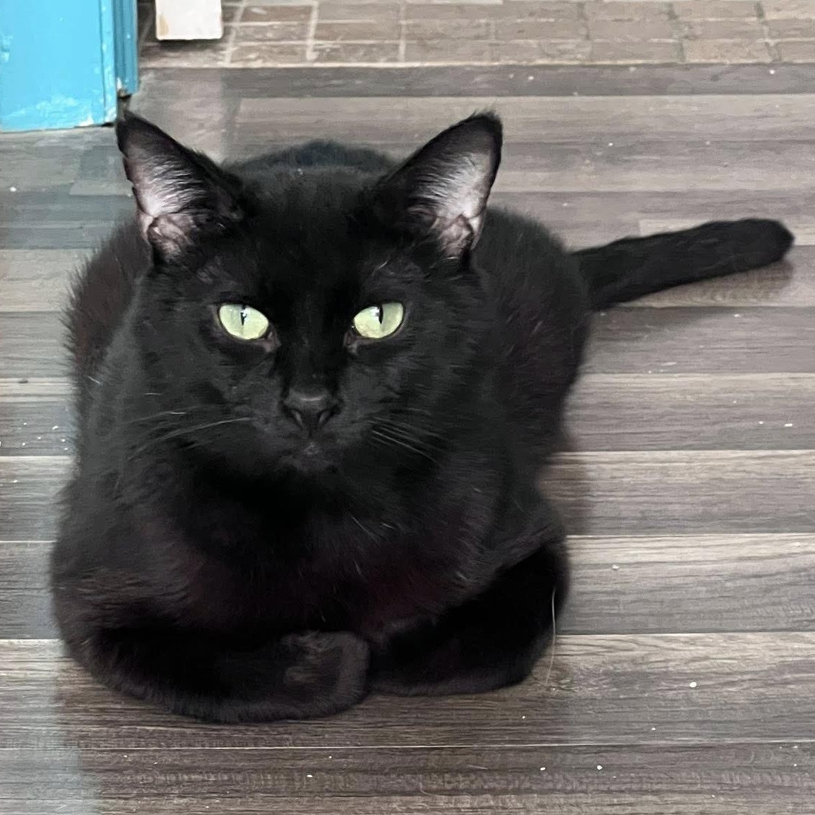 Magneto, an adoptable Domestic Short Hair in Grand Rapids, MI_image-2