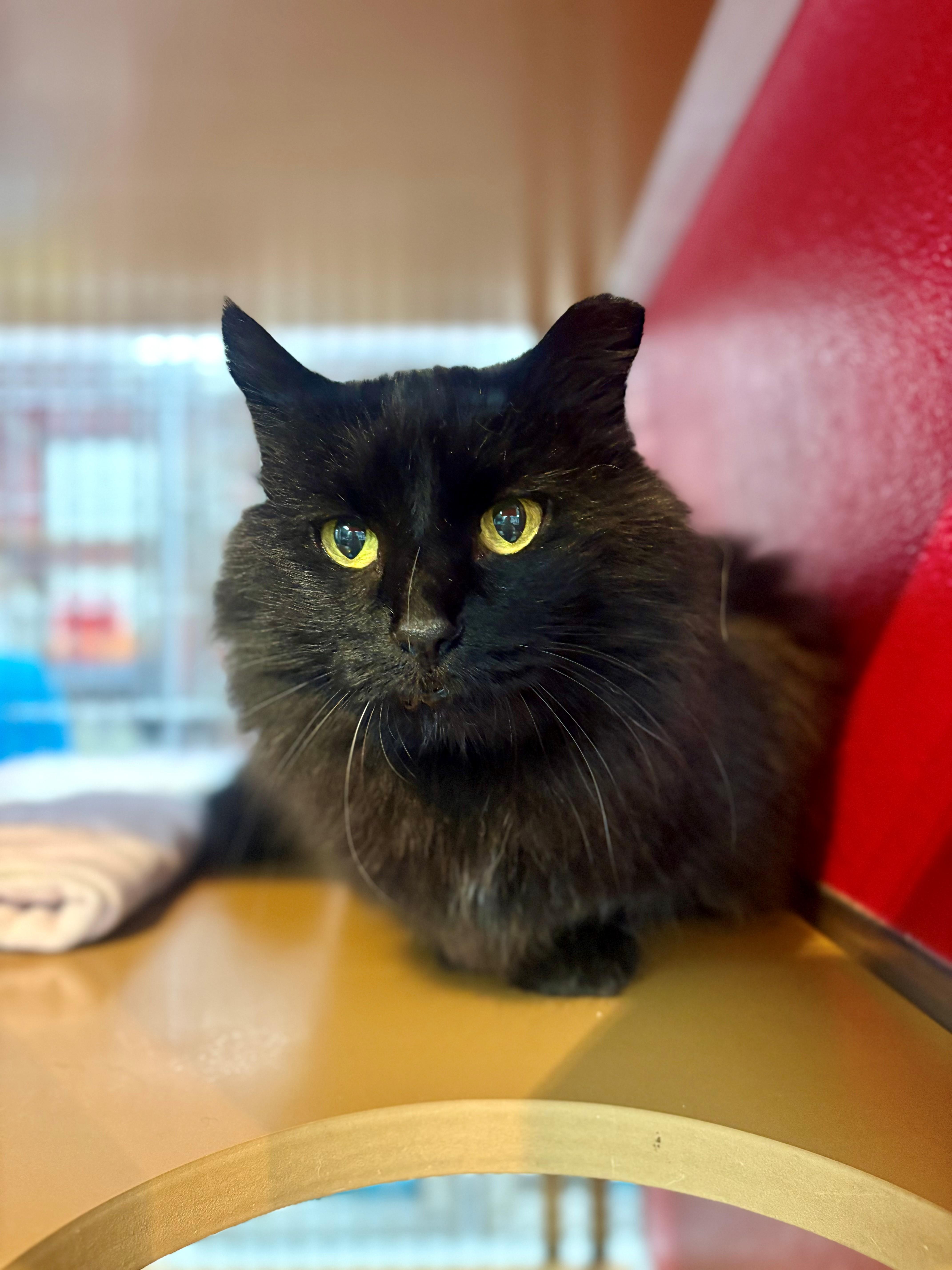 Precious, an adoptable Domestic Medium Hair in Lake Havasu City, AZ, 86406 | Photo Image 1