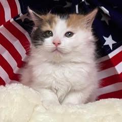Enlarge Cinderella, an adopted Calico in Green Valley, AZ image 4/4