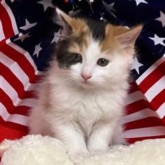 Enlarge Cinderella, an adopted Calico in Green Valley, AZ image 2/4