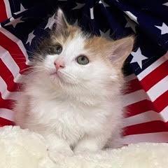Cinderella, adopted, Kitten Female Calico.