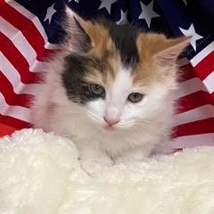 Enlarge Cinderella, an adopted Calico in Green Valley, AZ image 3/4