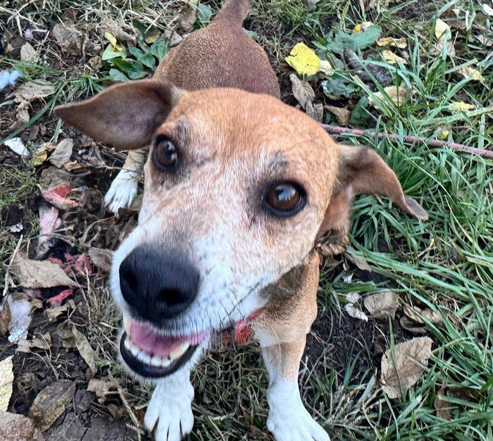 Stretch - Fostered in SE Nebraska, a Adoptable mixed breed in Shawnee Mission, KS image 1/4