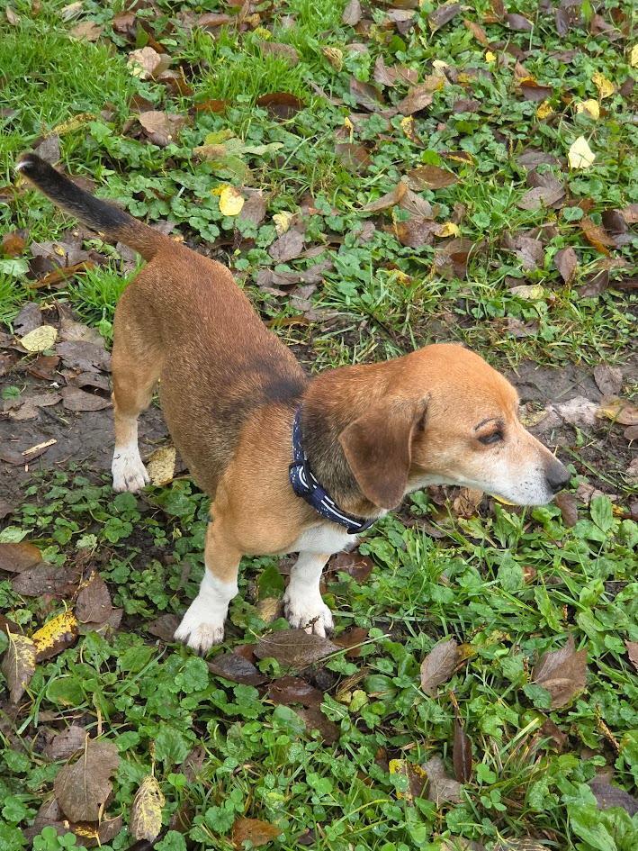 Stretch - Fostered in SE Nebraska, a Adoptable mixed breed in Shawnee Mission, KS image 2/4