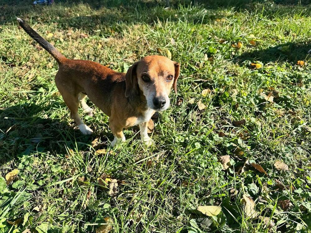 Stretch - Fostered in SE Nebraska, a Adoptable mixed breed in Shawnee Mission, KS image 3/4