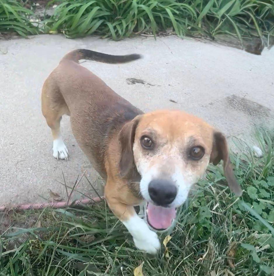 Stretch - Fostered in SE Nebraska, a Adoptable mixed breed in Shawnee Mission, KS image 4/4