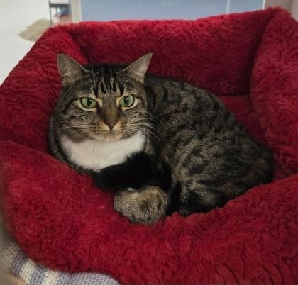 Donna (Nola) — thumbnail 2