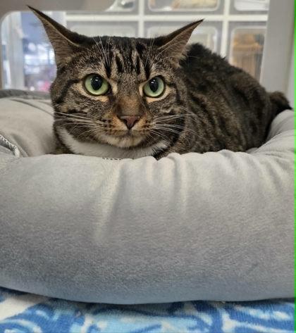 Donna (Nola) — thumbnail 3