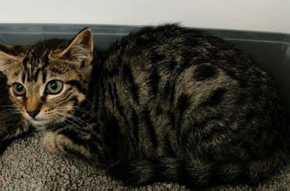 Donna (Nola) — thumbnail 4