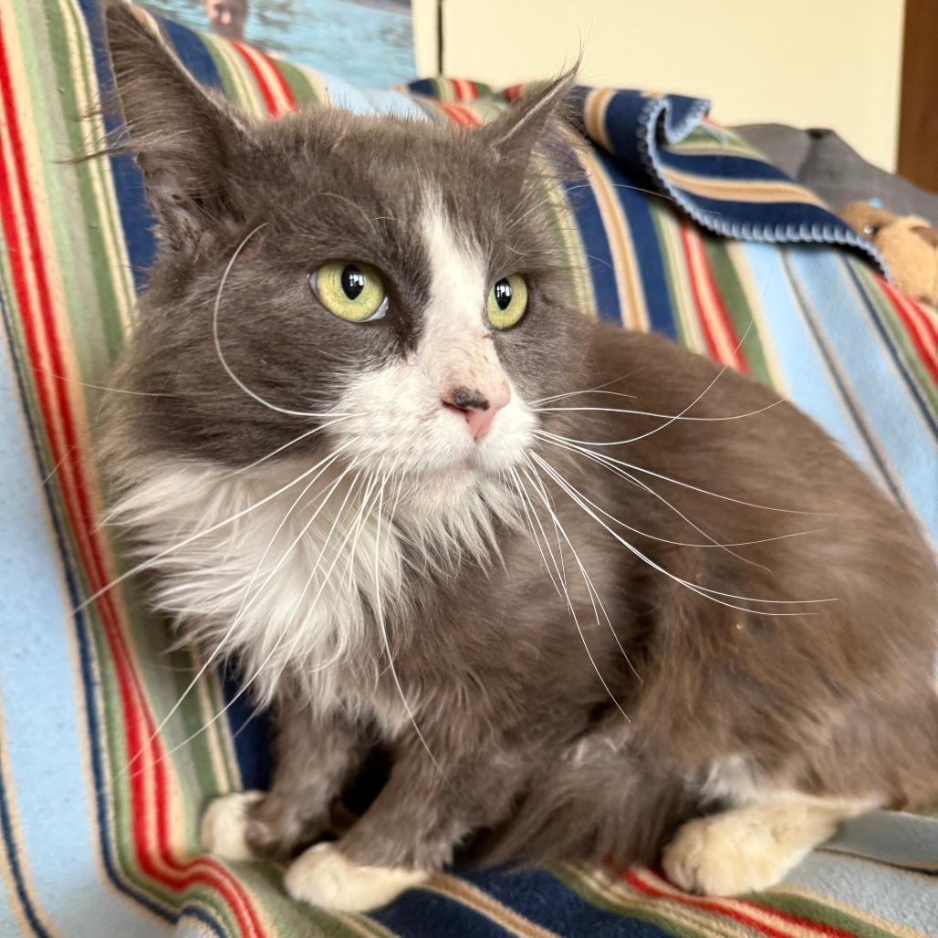 Goose, a Adoptable Domestic Long Hair in Brea, CA image 2/4