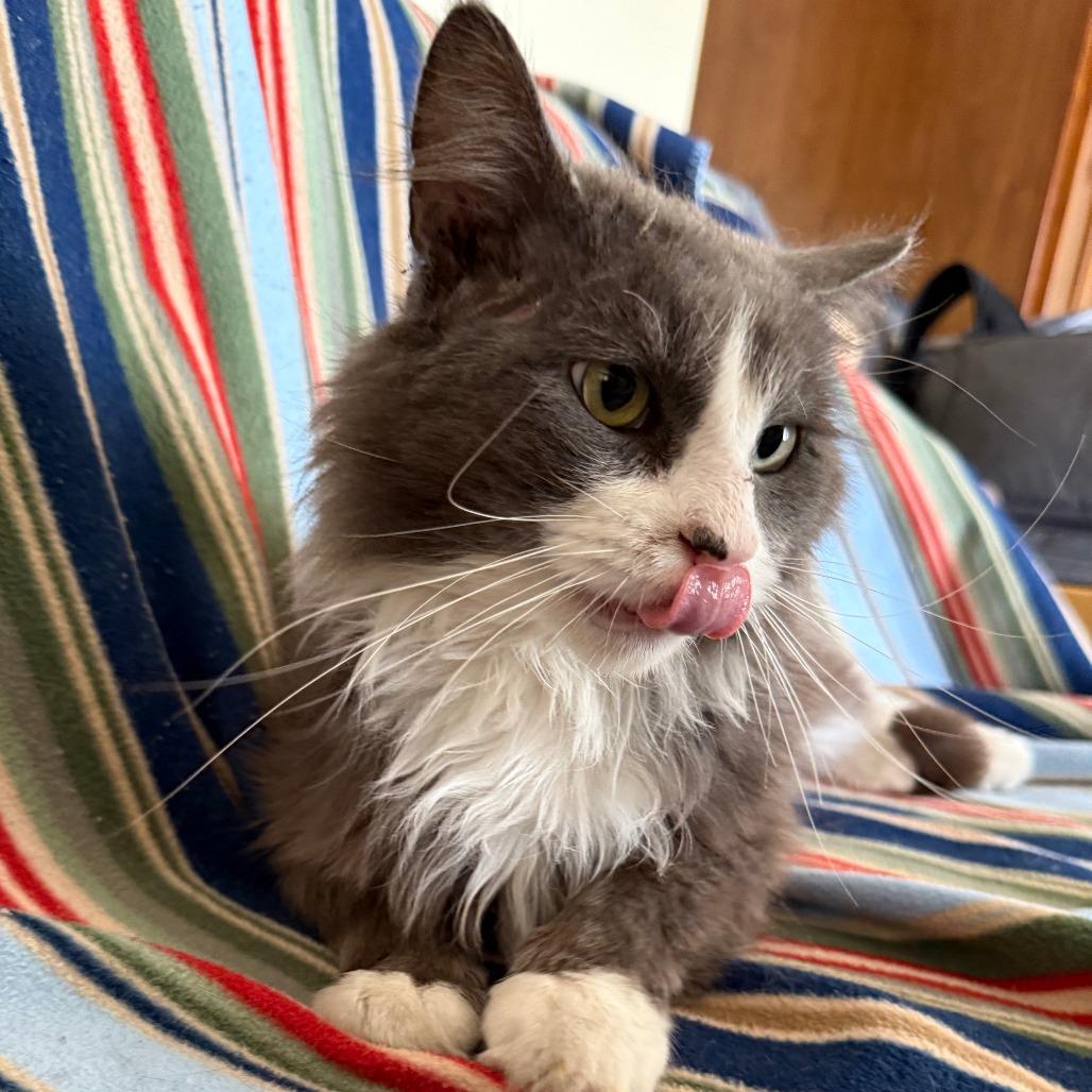 Goose, Adoptable, Adult Male Domestic Long Hair.