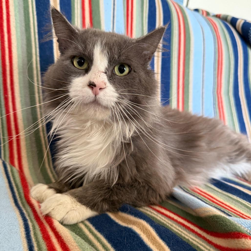 Goose, a Adoptable Domestic Long Hair in Brea, CA image 3/4