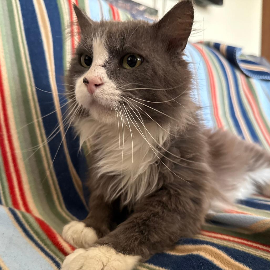 Enlarge Goose, a Adoptable Domestic Long Hair in Brea, CA image 2/4