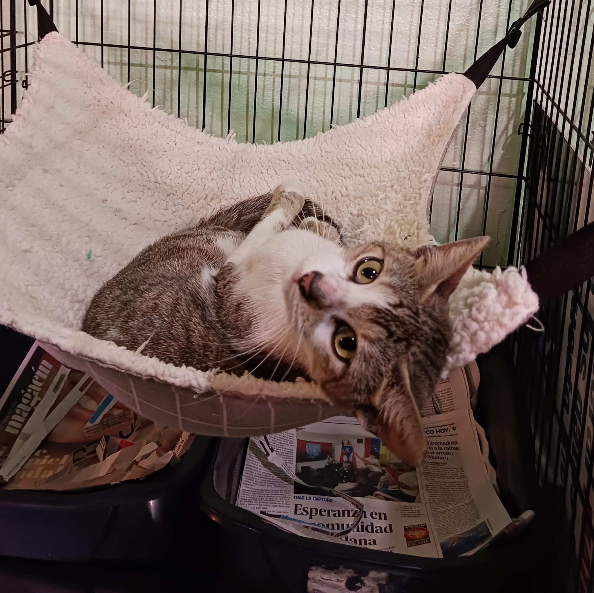 Fantasia, a Adoptable Domestic Short Hair in Windsor Locks, CT image 4/6