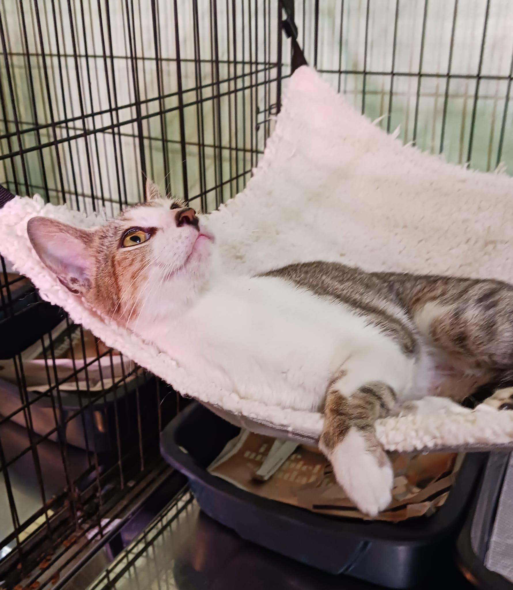 Fantasia, a Adoptable Domestic Short Hair in Windsor Locks, CT image 6/6